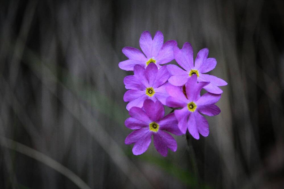 Фотография автора Ser P