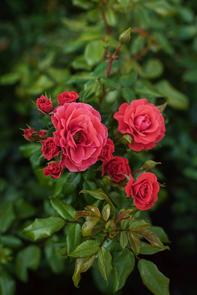 Photograph by Анна Ермоленко