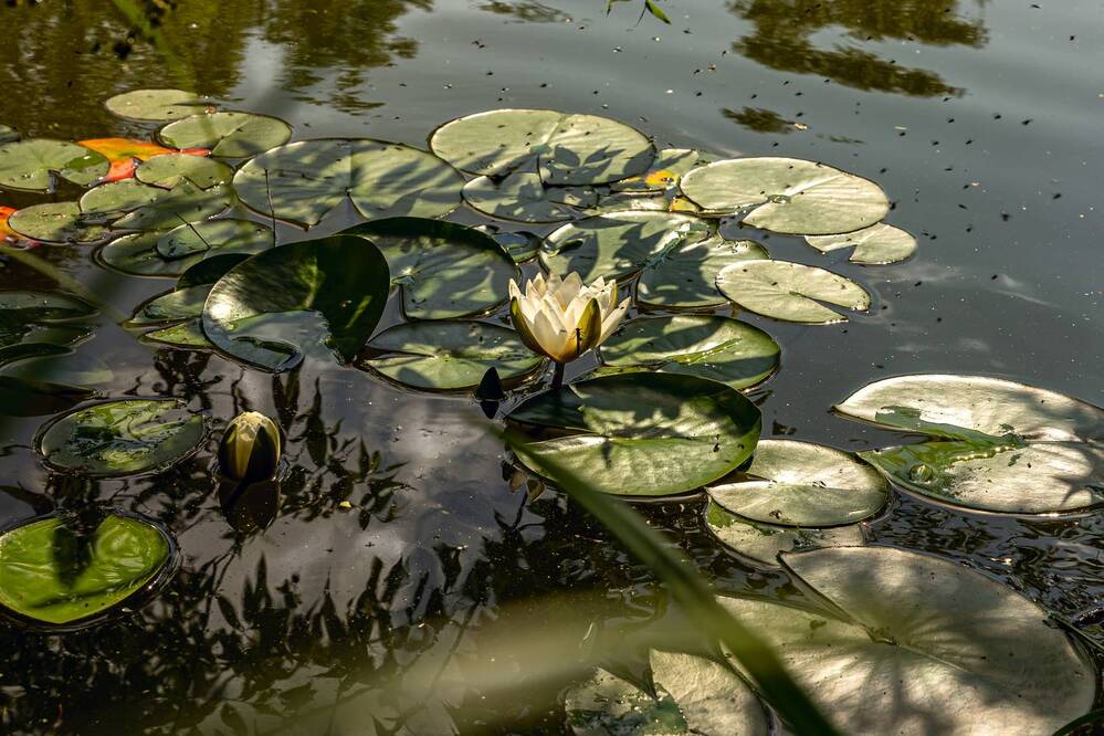 Photograph by Вячеслав Ват