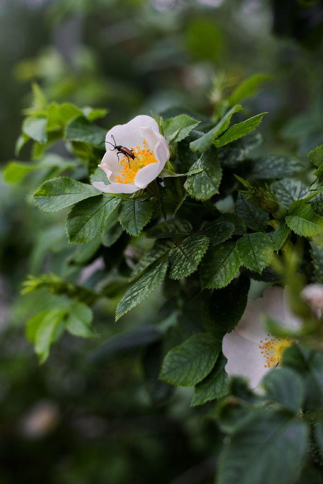 Photograph by Rimma Larkina