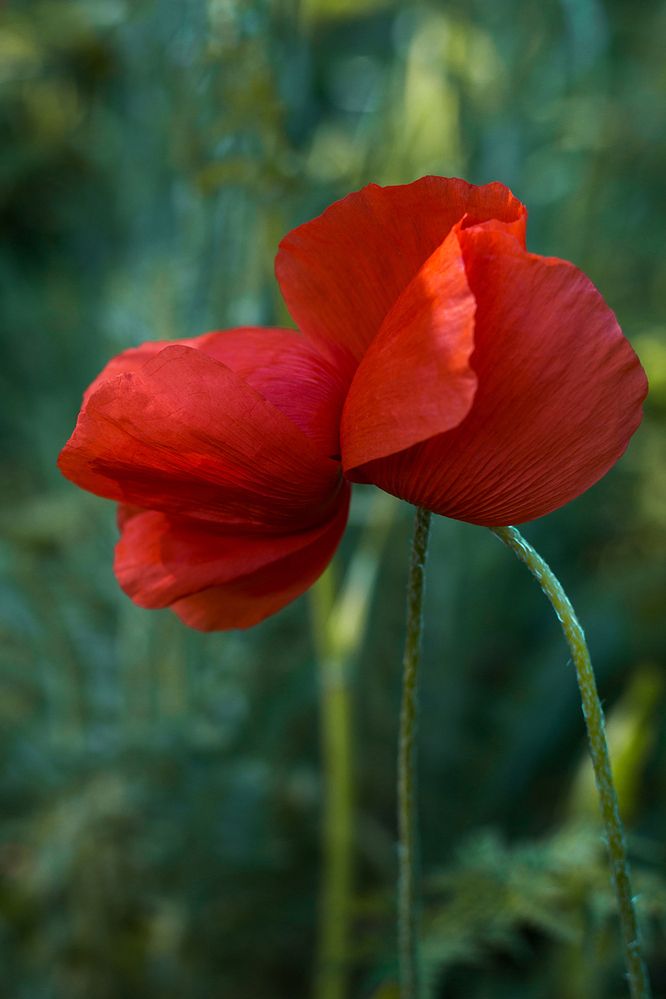 Photograph by Rimma Larkina