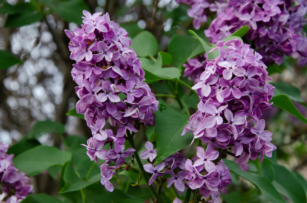 Photograph by Дмитрий Тютюнник