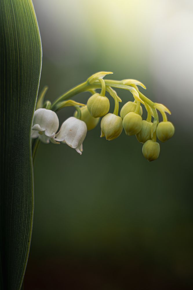 Photograph by Anna Shchurok