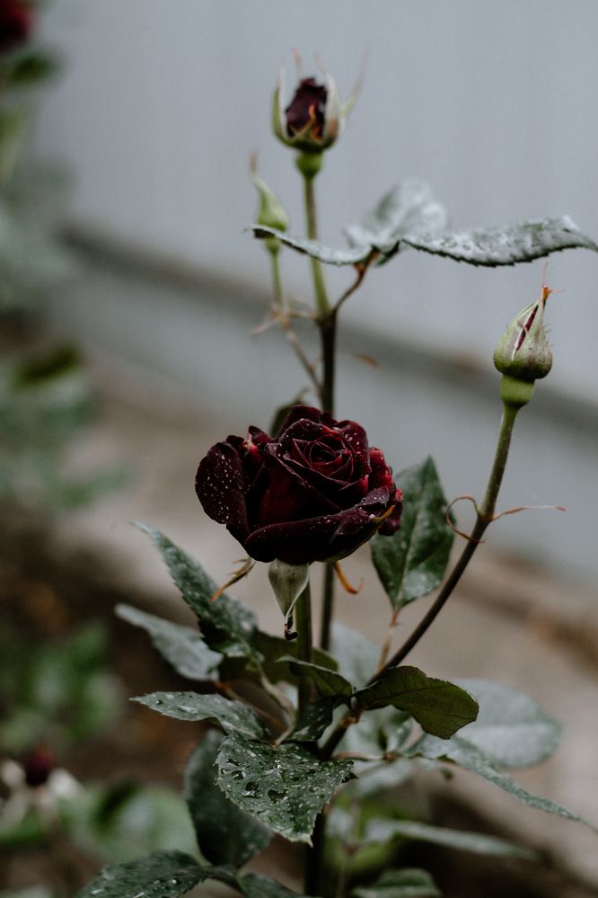 Photograph by Дмитрий Тютюнник