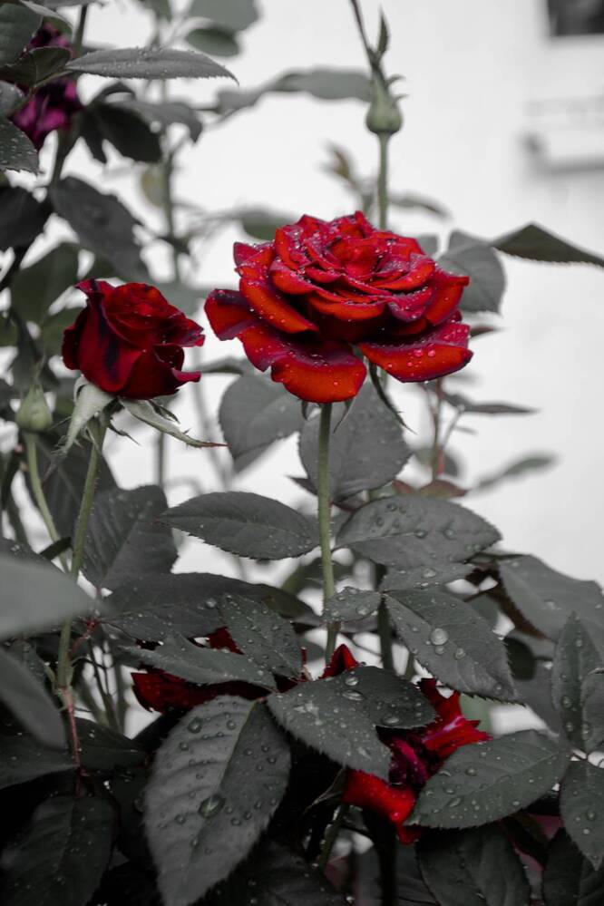 Photograph by Дмитрий Тютюнник