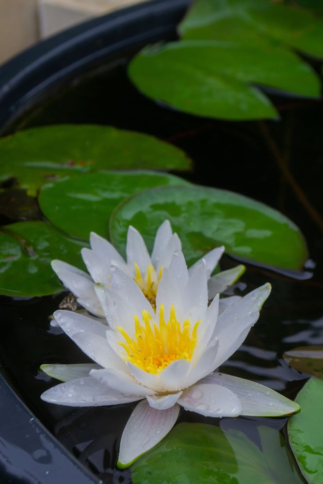 Photograph by Дмитрий Тютюнник