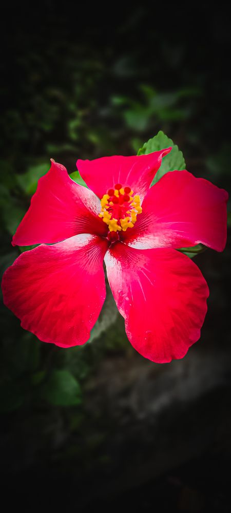 Hibiscus