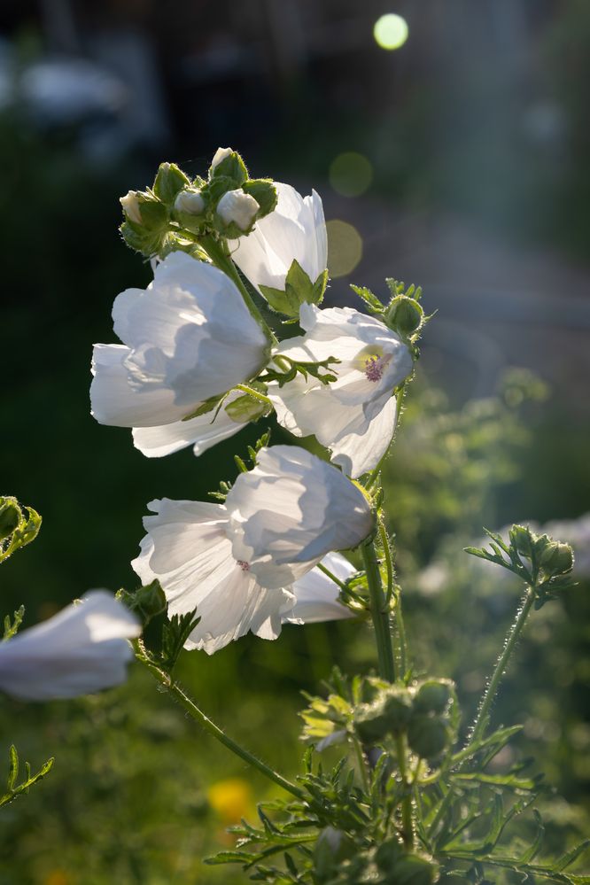 Photograph by Юлия Яковлева