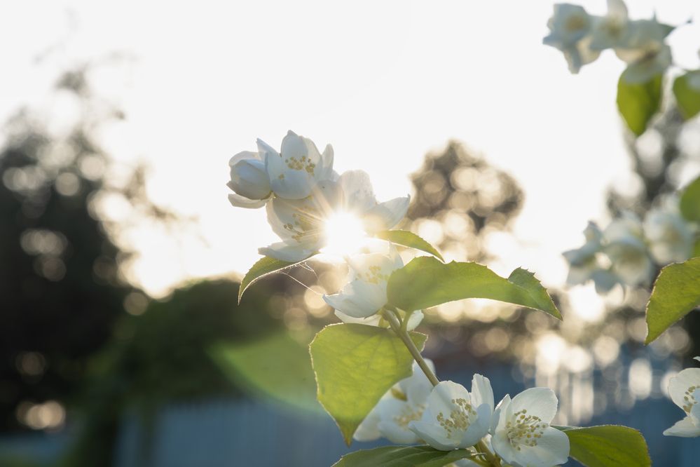 Photograph by Юлия Яковлева
