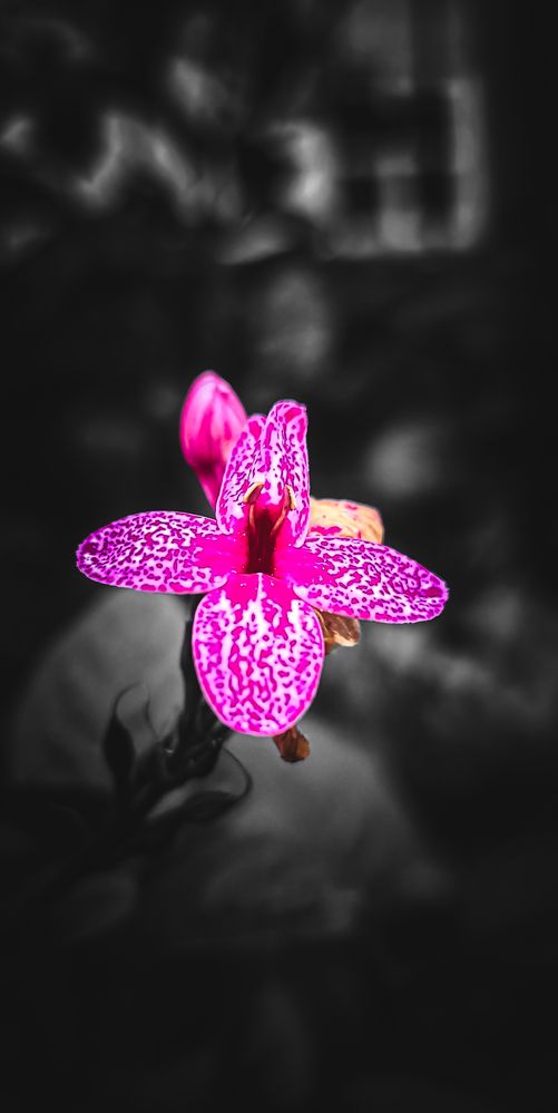 Red Orchid