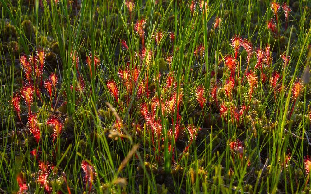 Photograph by Комарова Вера