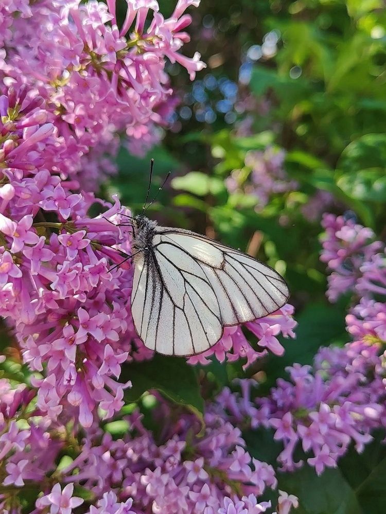 Photograph by Альбина Майкова