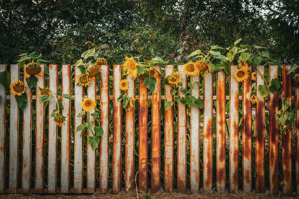 Photograph by Елена