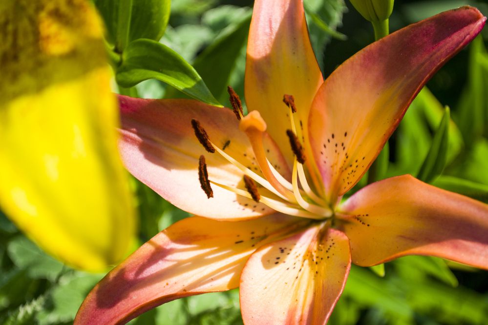 Photograph by Елизавета Большакова