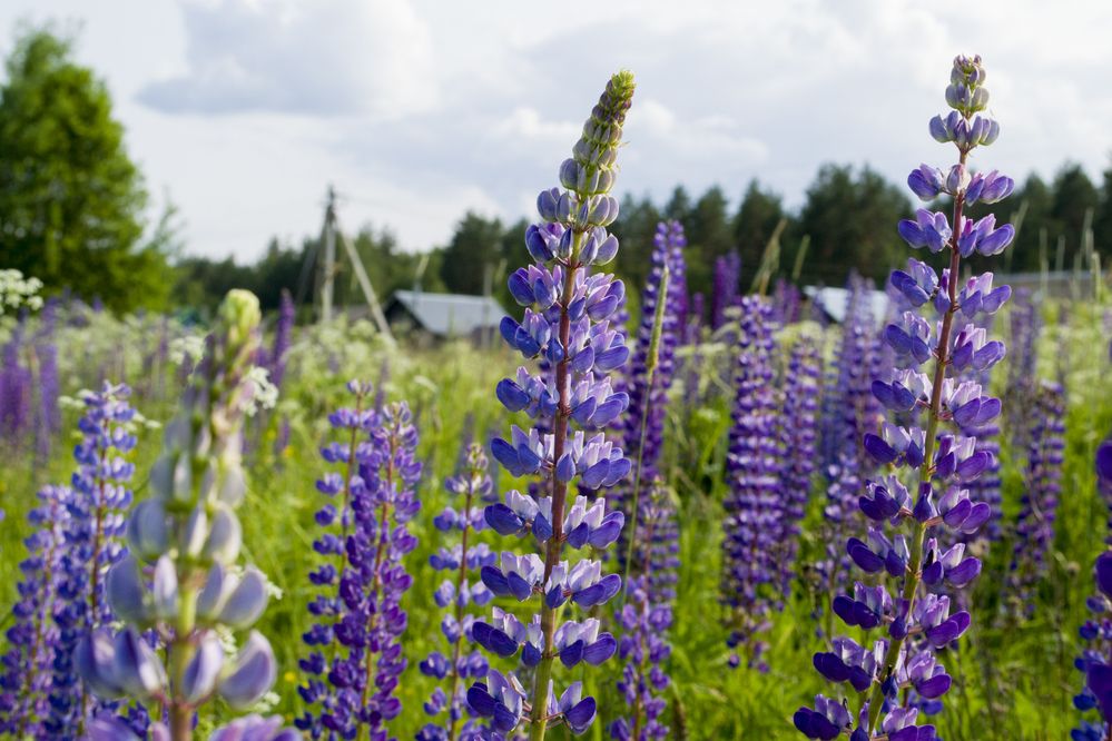 Photograph by Елизавета Большакова