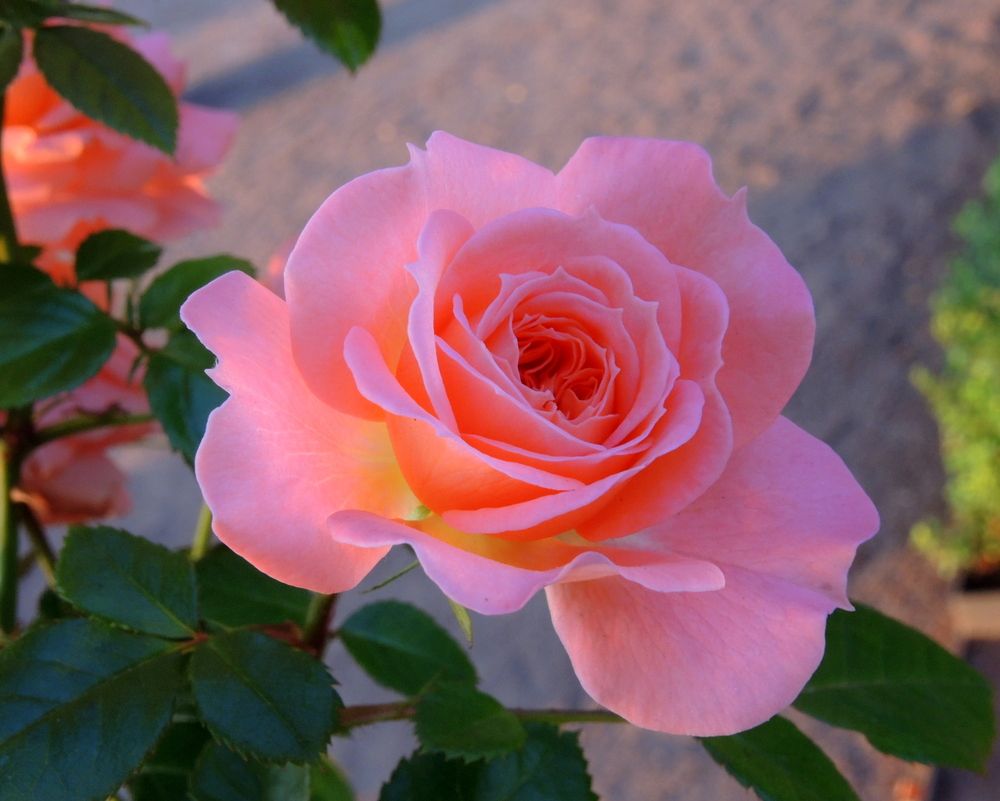 Розы Летнего сада