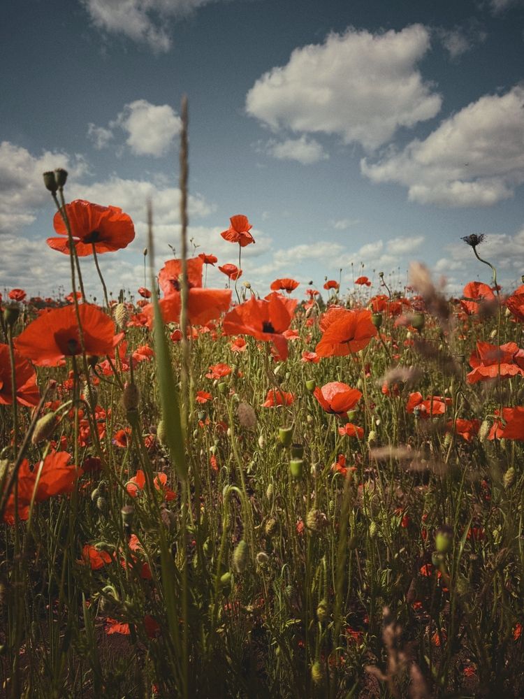 Photograph by Анна Столбова