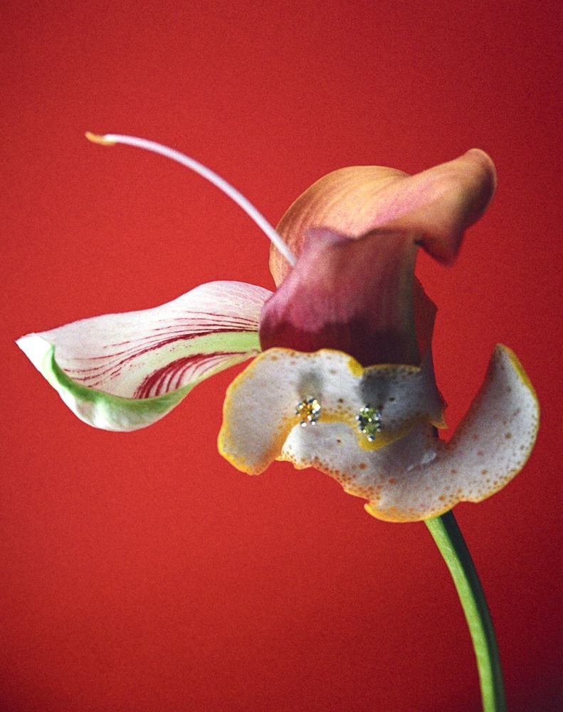 Photograph by александра вебер