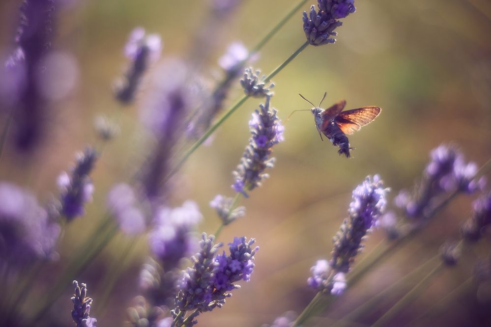 Photograph by Анна Опанасенко