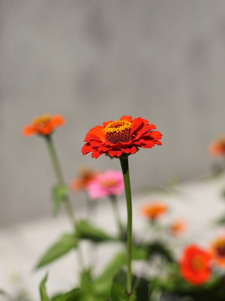 Фотография автора Ирина Дроздова