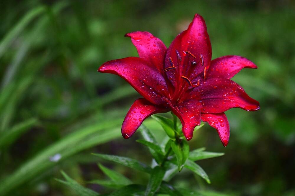 Фотография автора Альбина Хвастунова