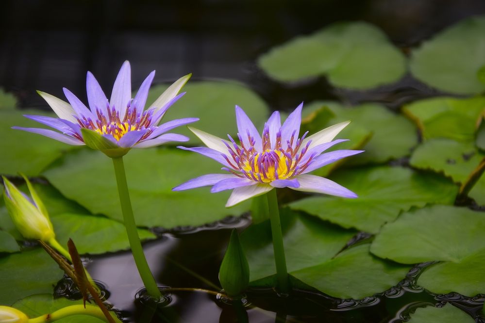 Фотография автора Альбина Хвастунова