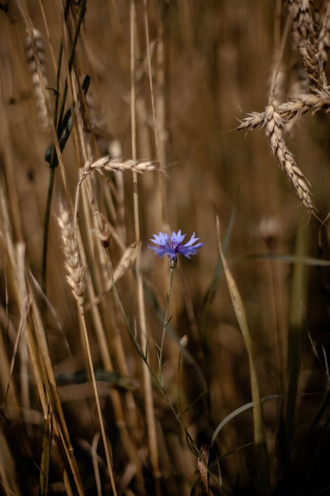 Фотография автора Ирина Дроздова