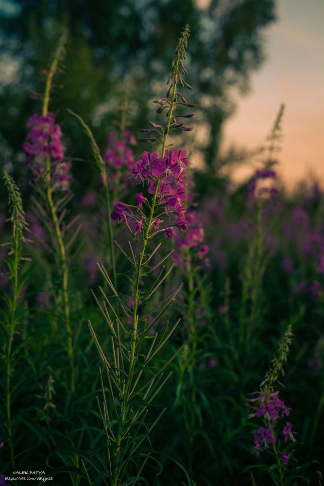 Photograph by Валентина Ивашова