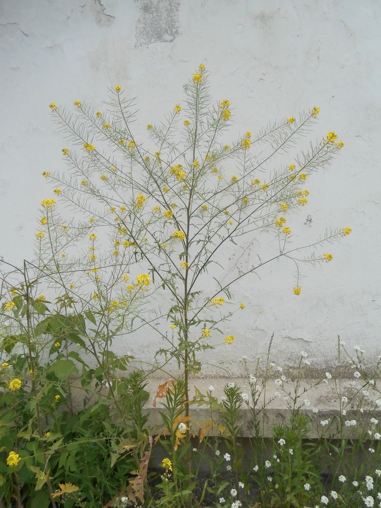 Фотография автора Клавдия Васильева