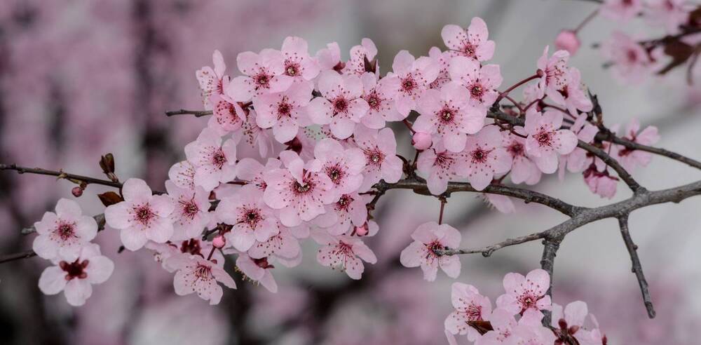 Ветка цветущей сливы