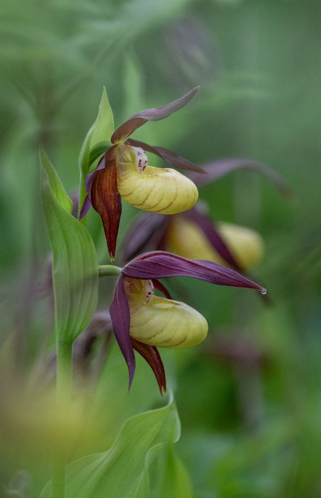 Венерин башмачок