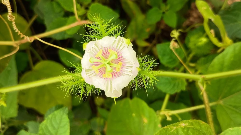 Фотография автора Hemalatha Kothamasi