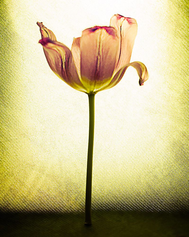 Photograph by Юлия Половинская