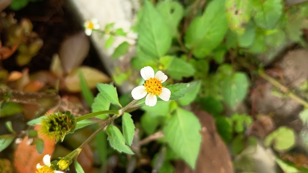 Фотография автора Hemalatha Kothamasi