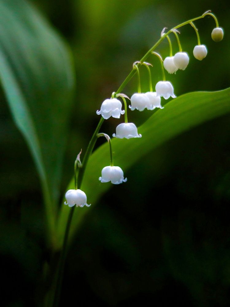 Photograph by Ирина Корабельникова