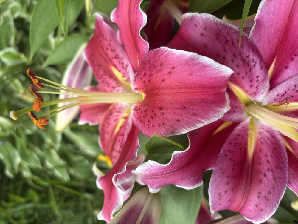 Photograph by Liliana Grup