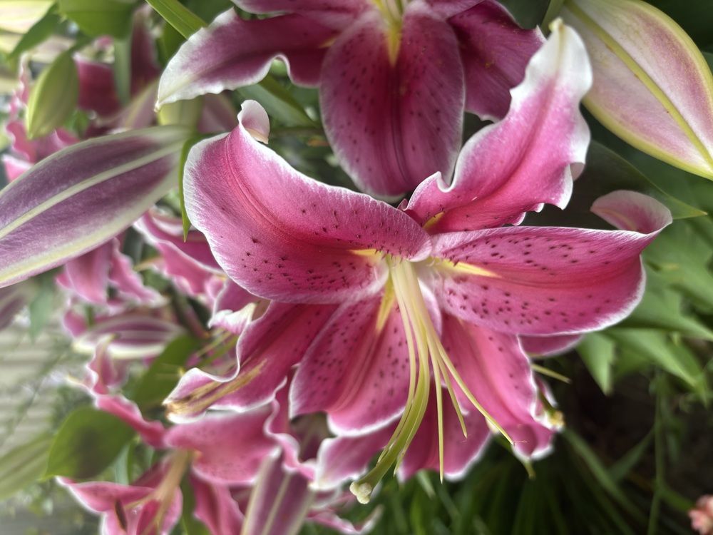 Photograph by Liliana Grup