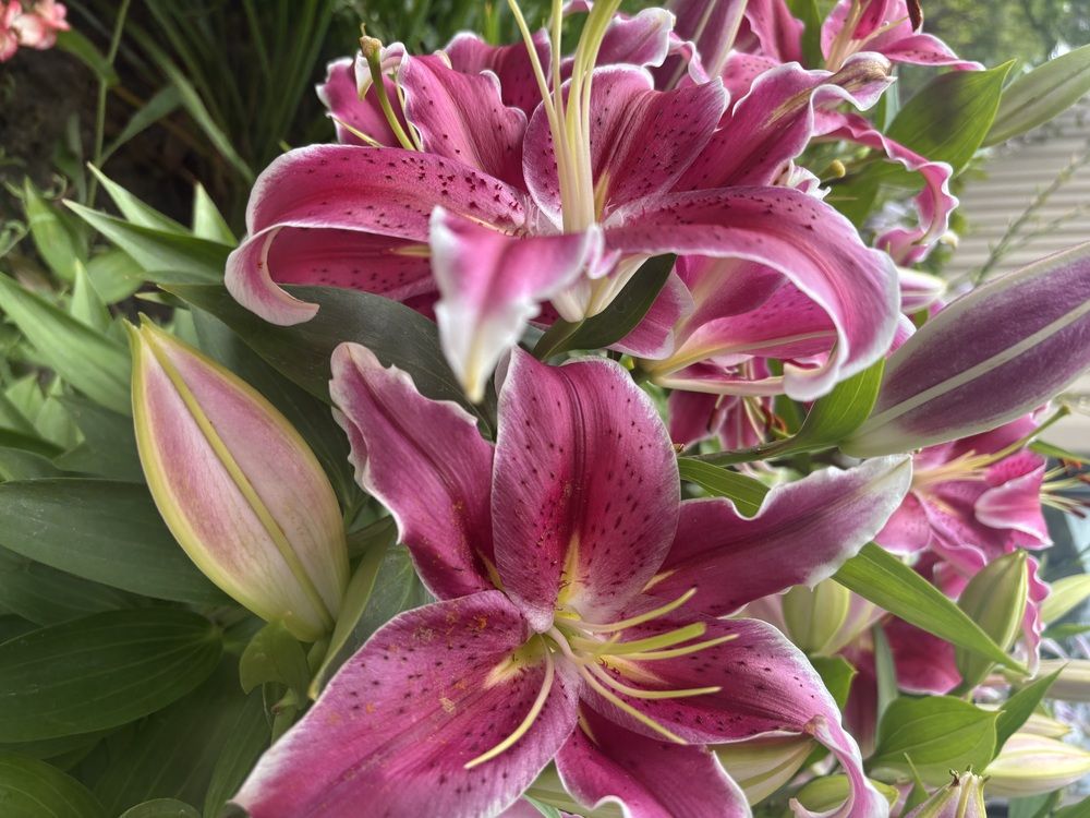 Photograph by Liliana Grup