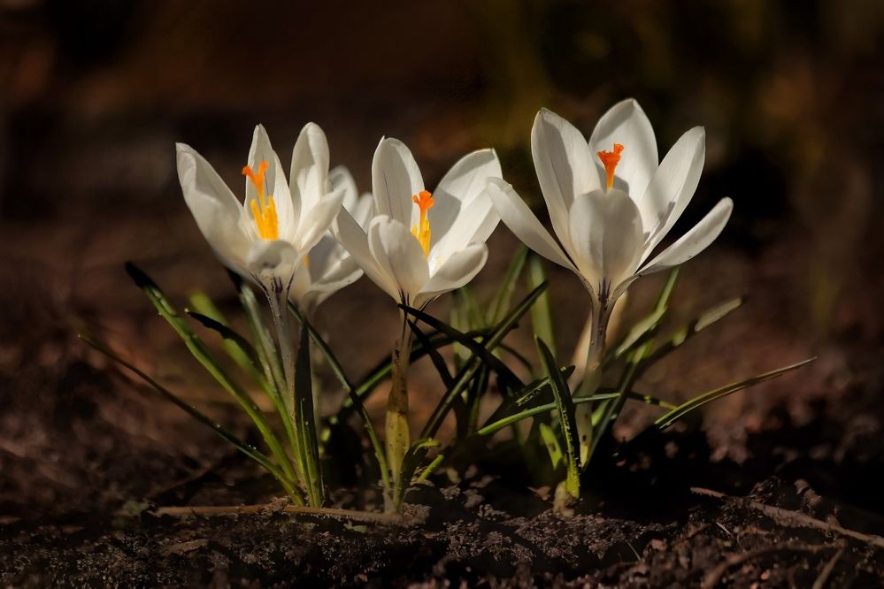 Photograph by Татьяна Бравая