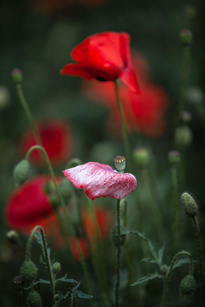 Фотография автора Анна Тихомирова