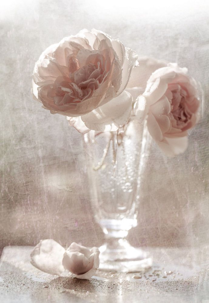 Фотография автора Анна Тихомирова