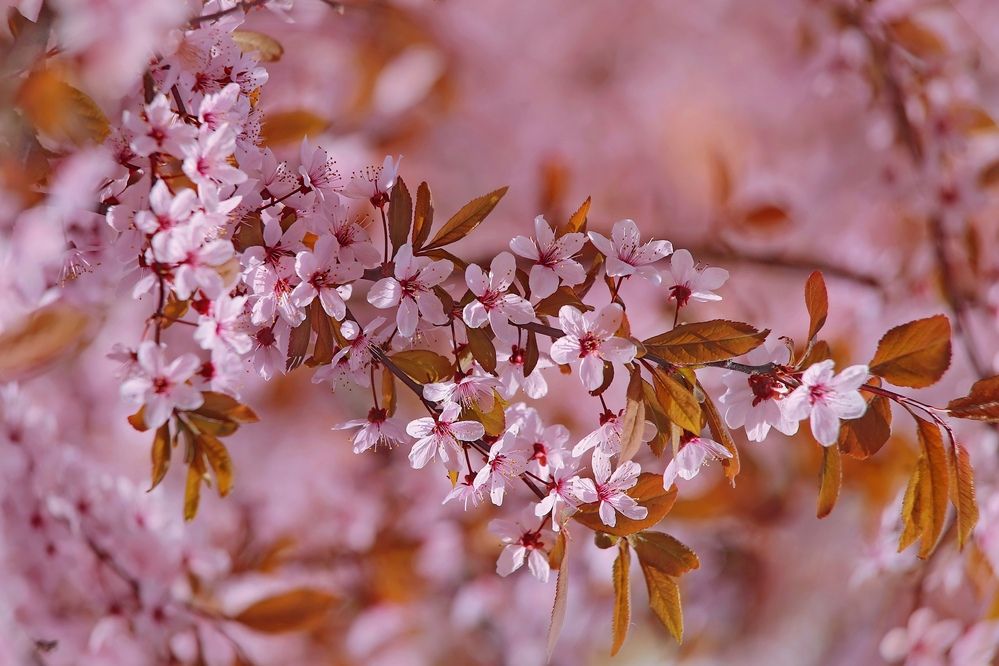 Photograph by Татьяна Бравая