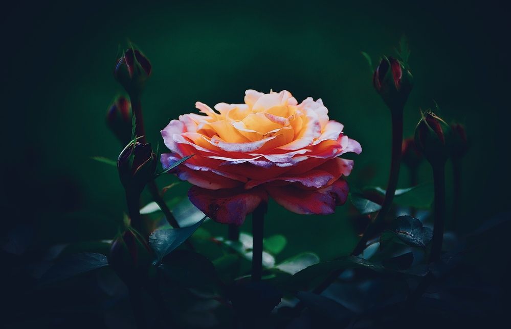 Photograph by Мария Петровцева