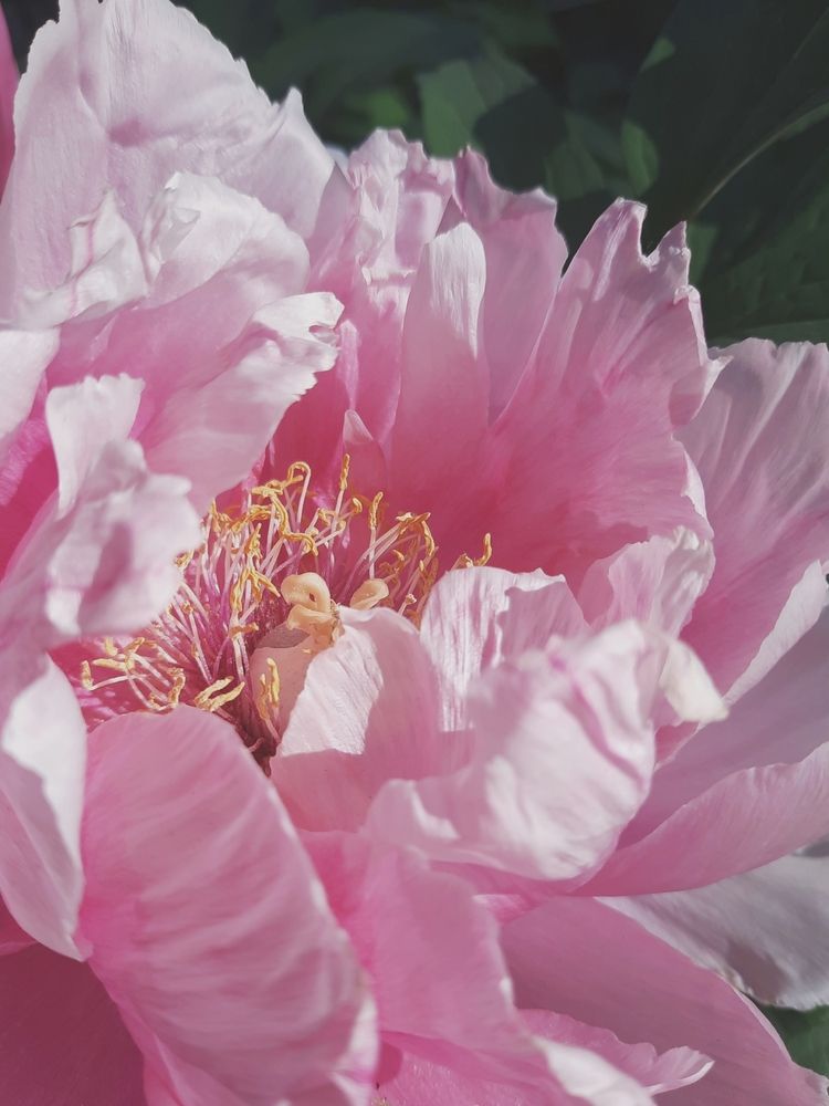 Photograph by Александра