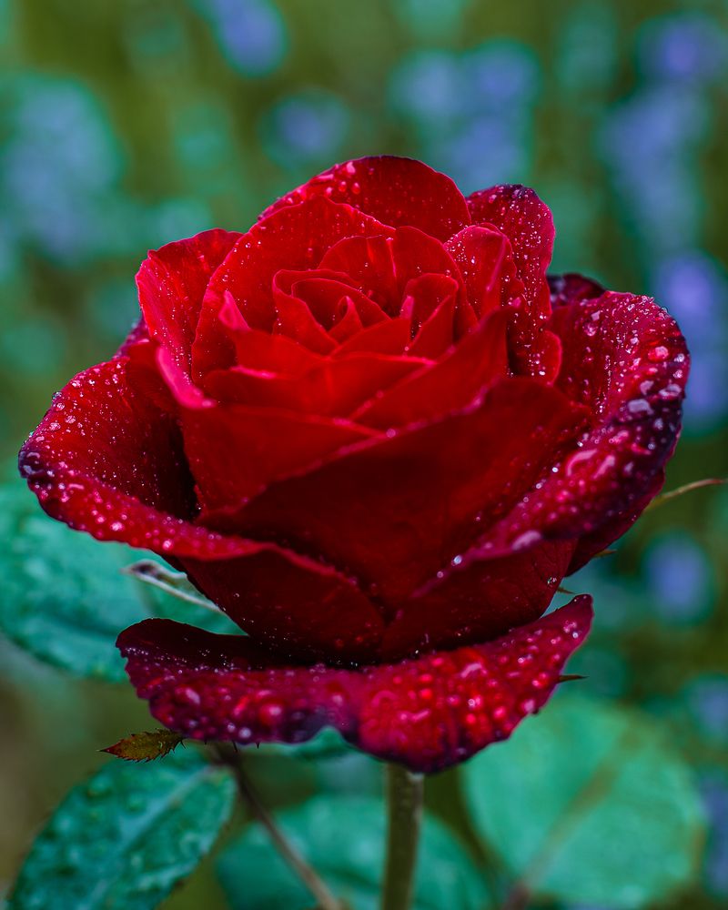 Photograph by Grigoriy