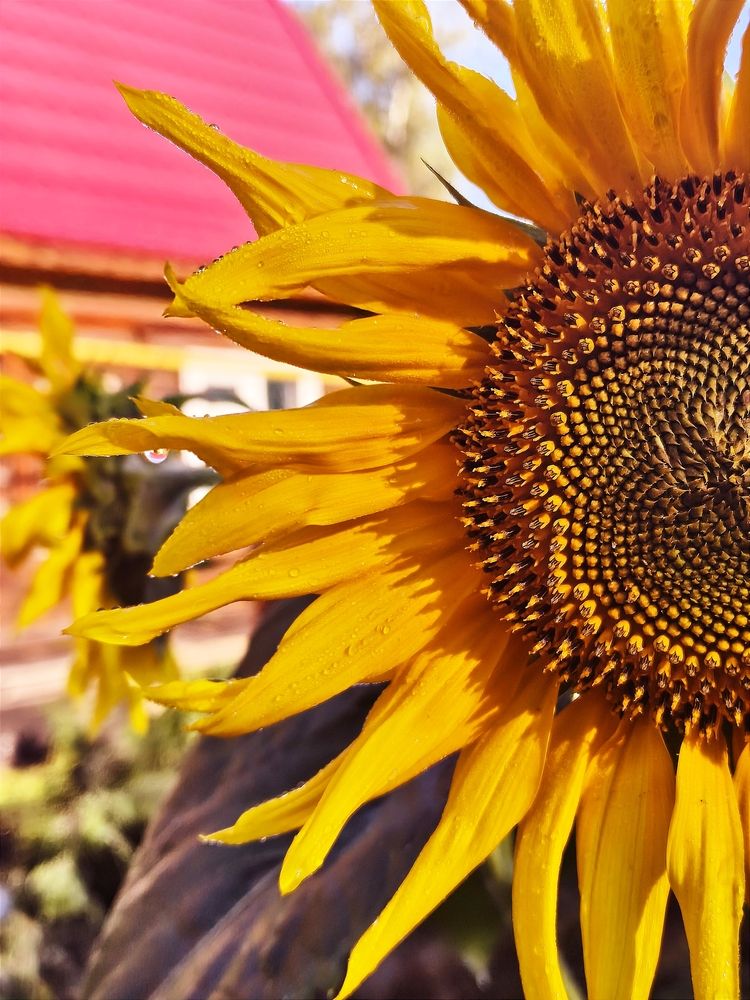 Photograph by Татьяна Пятернёва