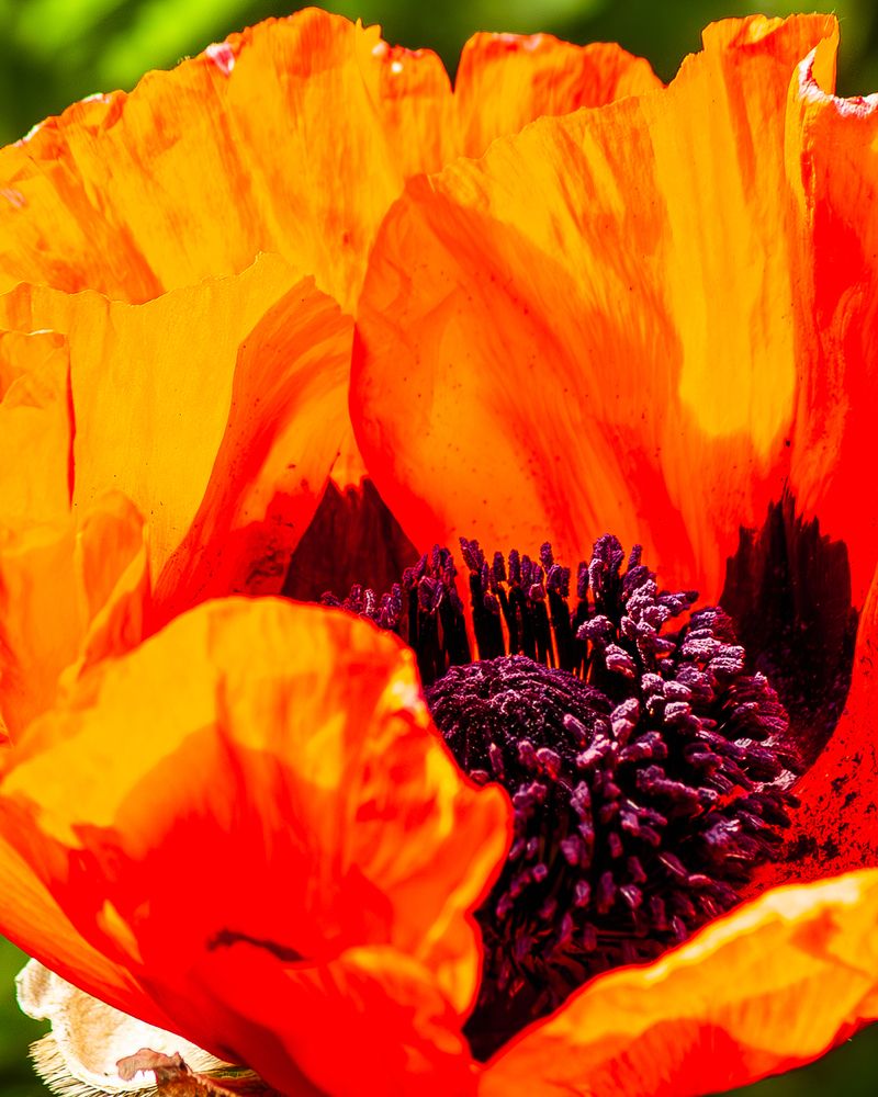 Фотография автора Григорий