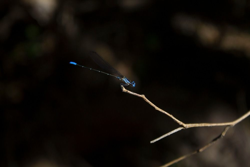 A beleza do azul