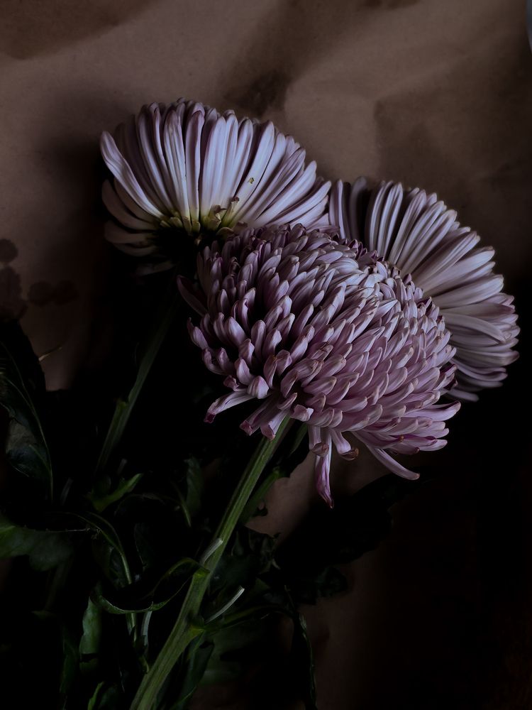 Фотография автора Анна Ворончихина