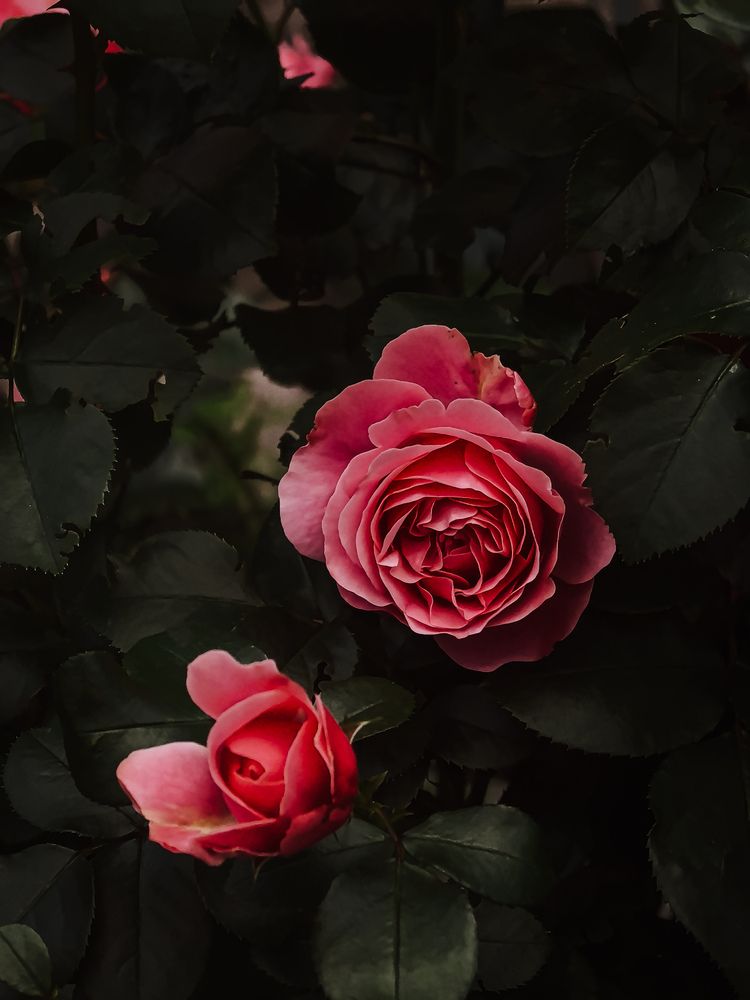 Фотография автора Анна Ворончихина